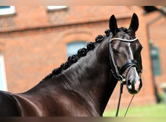 Pony tedesco, Castrone, 7 Anni, 147 cm, Morello