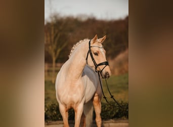 Pony tedesco, Castrone, 7 Anni, 147 cm, Palomino