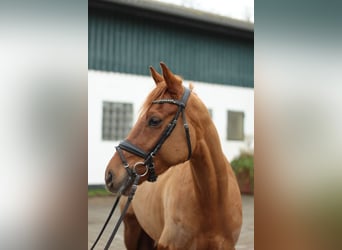 Pony tedesco, Castrone, 7 Anni, 147 cm, Sauro scuro