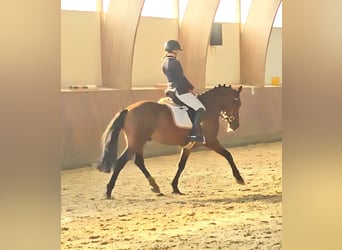 Pony tedesco, Castrone, 7 Anni, 148 cm, Baio
