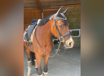 Pony tedesco, Castrone, 7 Anni, 148 cm, Baio