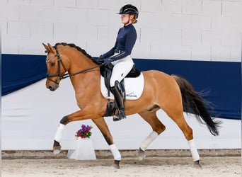 Pony tedesco, Castrone, 7 Anni, 148 cm, Falbo