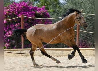 Pony tedesco, Castrone, 7 Anni, 148 cm, Pelle di daino
