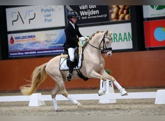 Pony tedesco, Castrone, 7 Anni, 148 cm, Perlino