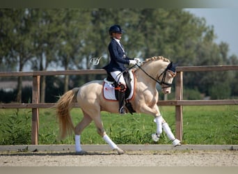Pony tedesco, Castrone, 7 Anni, 148 cm, Perlino