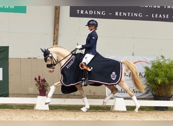 Pony tedesco, Castrone, 7 Anni, 148 cm, Perlino