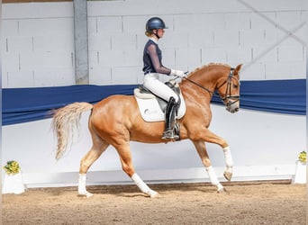 Pony tedesco, Castrone, 7 Anni, 148 cm, Sauro