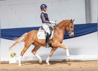 Pony tedesco, Castrone, 7 Anni, 148 cm, Sauro