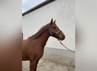 Pony tedesco, Castrone, 7 Anni, 148 cm, Sauro