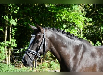 Pony tedesco, Castrone, 7 Anni, 148 cm, Sauro scuro