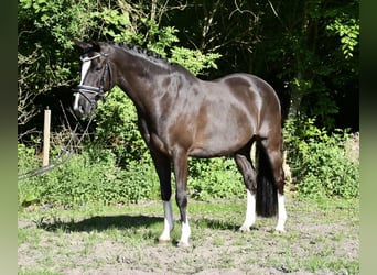 Pony tedesco, Castrone, 7 Anni, 148 cm, Sauro scuro
