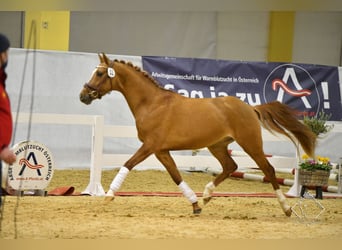 Pony tedesco, Castrone, 7 Anni, 150 cm, Sauro