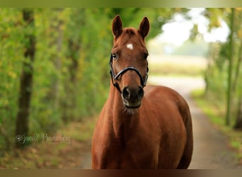 Pony tedesco, Castrone, 7 Anni, 152 cm, Sauro