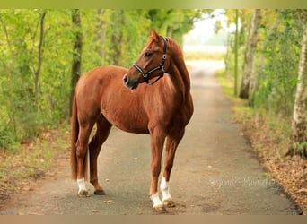 Pony tedesco, Castrone, 7 Anni, 152 cm, Sauro