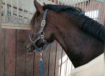 Pony tedesco, Castrone, 7 Anni, 153 cm, Baio scuro