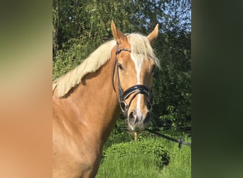 Pony tedesco, Castrone, 7 Anni, 153 cm, Palomino