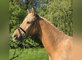 Pony tedesco, Castrone, 7 Anni, 153 cm, Palomino