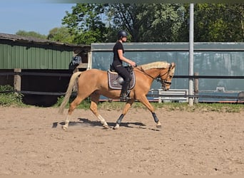 Pony tedesco, Castrone, 7 Anni, 153 cm, Palomino