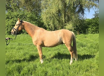 Pony tedesco, Castrone, 7 Anni, 153 cm, Palomino