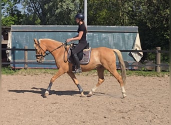 Pony tedesco, Castrone, 7 Anni, 153 cm, Palomino