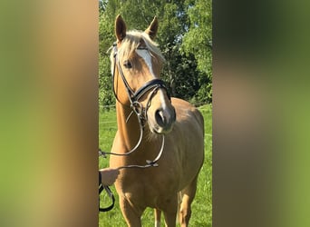 Pony tedesco, Castrone, 7 Anni, 153 cm, Palomino