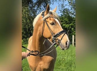 Pony tedesco, Castrone, 7 Anni, 153 cm, Palomino