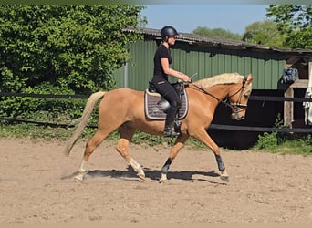 Pony tedesco, Castrone, 7 Anni, 153 cm, Palomino