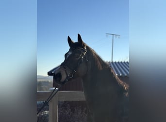 Pony tedesco, Castrone, 7 Anni, 155 cm, Baio