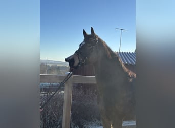 Pony tedesco, Castrone, 7 Anni, 155 cm, Baio