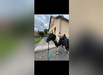 Pony tedesco, Castrone, 7 Anni, Pezzato