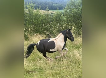 Pony tedesco, Castrone, 7 Anni, Pezzato