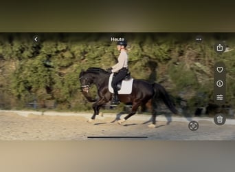 Pony tedesco, Castrone, 8 Anni, 140 cm, Baio scuro