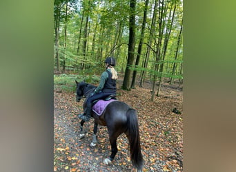 Pony tedesco, Castrone, 8 Anni, 140 cm, Baio scuro