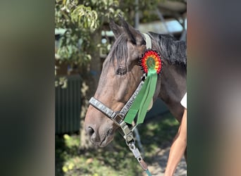 Pony tedesco, Castrone, 8 Anni, 140 cm, Baio scuro