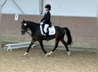 Pony tedesco, Castrone, 8 Anni, 140 cm, Baio scuro