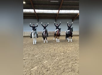 Pony tedesco, Castrone, 8 Anni, 140 cm, Bianco
