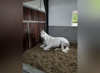 Pony tedesco, Castrone, 8 Anni, 140 cm, Bianco