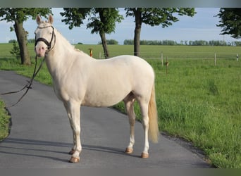 Pony tedesco, Castrone, 8 Anni, 141 cm, Perlino