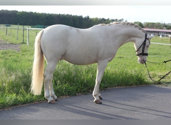 Pony tedesco, Castrone, 8 Anni, 141 cm, Perlino