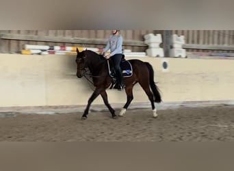 Pony tedesco, Castrone, 8 Anni, 143 cm, Baio