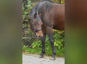 Pony tedesco, Castrone, 8 Anni, 143 cm, Baio