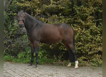 Pony tedesco, Castrone, 8 Anni, 143 cm, Baio