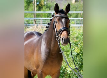 Pony tedesco, Castrone, 8 Anni, 145 cm, Baio scuro