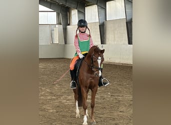 Pony tedesco, Castrone, 8 Anni, 145 cm, Sauro