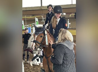 Pony tedesco, Castrone, 8 Anni, 145 cm, Sauro