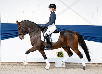 Pony tedesco, Castrone, 8 Anni, 147 cm, Baio scuro