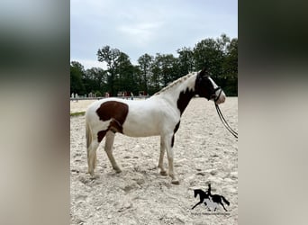 Pony tedesco, Castrone, 8 Anni, 147 cm, Pezzato