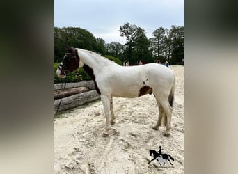 Pony tedesco, Castrone, 8 Anni, 147 cm, Pezzato