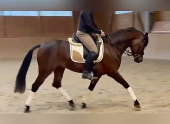 Pony tedesco, Castrone, 8 Anni, 148 cm, Baio