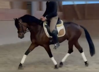 Pony tedesco, Castrone, 8 Anni, 148 cm, Baio